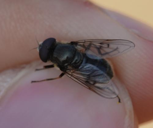 Cheilosia caerulescens